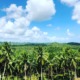 Picturesque palm tree forest in Siargao - BLISS Restaurant's serene location